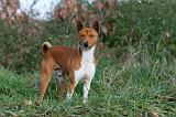 BASENJI 013